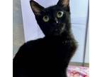 Adopt Gucci a Domestic Short Hair