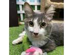 Adopt Fluffer a Domestic Medium Hair