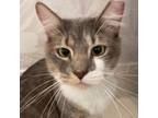Adopt Gray Boy a Domestic Medium Hair