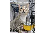 Adopt Bert a Domestic Short Hair