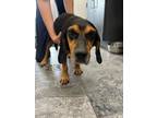 Adopt Oscar a Beagle, Mixed Breed