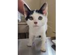 Adopt Pop a Domestic Short Hair