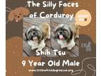 Adopt Shih Tzu - Corduroy a Shih Tzu