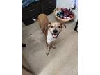 Adopt Sullivan ( Sully) a Beagle, Australian Cattle Dog / Blue Heeler