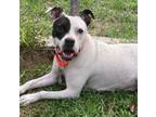 Adopt Alina a Terrier, Boxer