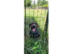 Adopt Stumpy a Mixed Breed