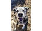 Adopt Bandit a Labrador Retriever, Husky