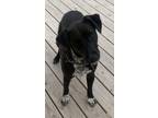 Adopt Axel a Mixed Breed