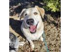 Adopt Smokie a Labrador Retriever, Husky