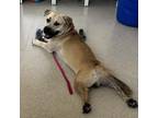 Adopt Apollo a Mixed Breed