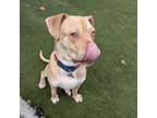 Adopt Cooper a Boston Terrier, Pit Bull Terrier