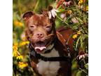 Adopt Iron Age a Mixed Breed