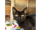 Cat for adoption - Bubbles, a Domestic Short Hair