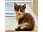 Cat for adoption - Rabbit, a Domestic Short Hair