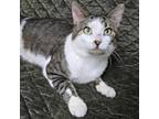 Cat for adoption - Handsome Man, a Domestic Short Hair