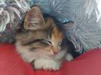 Cat for adoption - Molly, a Domestic Long Hair