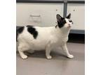 Adopt Sebastian a Domestic Short Hair