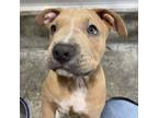 Adopt Waylon a American Staffordshire Terrier