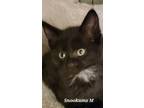 Adopt Snookums a Domestic Short Hair, American Shorthair