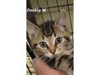 Adopt Pookie a Domestic Short Hair, American Shorthair