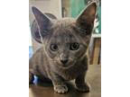 Cat for adoption - Andrina, a Russian Blue