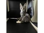 Cat for adoption - Sulley, a Tabby