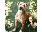 Adopt Horton a Doberman Pinscher