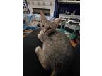 Adopt Whiskerina a Domestic Short Hair