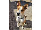 Adopt Rocco a Basenji