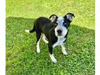 Adopt George a Cattle Dog