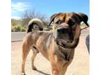 Adopt Rosco a Shepherd