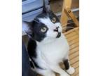 Adopt Hamish a Domestic Short Hair
