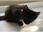 Adopt Angus a Domestic Short Hair