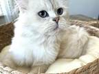 Snowball