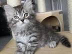 Silver Tabby Siberian Kittens
