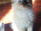 Balinese Kittens Ready Aug 28th