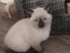 Seal Point Siamese Kitten's Ready Aug 28th