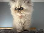 Blue Cream Torti Point Himalayan Persian Girl
