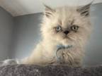 Blue Point Himalayan Persian Boy