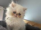 Flame Point Himalayan Persian Boy Blue Ribbon
