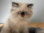 Seal Point Himalayan Exotic Longhair Persian Boy