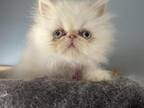 Flame Point Himalayan Persian Girl Pink Ribbon