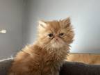 Red And White Tabby Persian Boy
