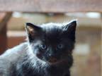 Black Kitten