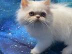 Persian Himalayan
