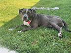 Greycie, Staffordshire Bull Terrier For Adoption In La Verne, California