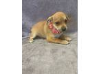 Rose, Terrier (unknown Type, Small) For Adoption In Lodi, California
