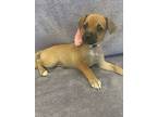 Ruby, Terrier (unknown Type, Small) For Adoption In Lodi, California