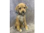 Rocco, Terrier (unknown Type, Small) For Adoption In Lodi, California