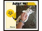 Marcie - Lovey, Playful, Domestic Shorthair For Adoption In Snow Camp